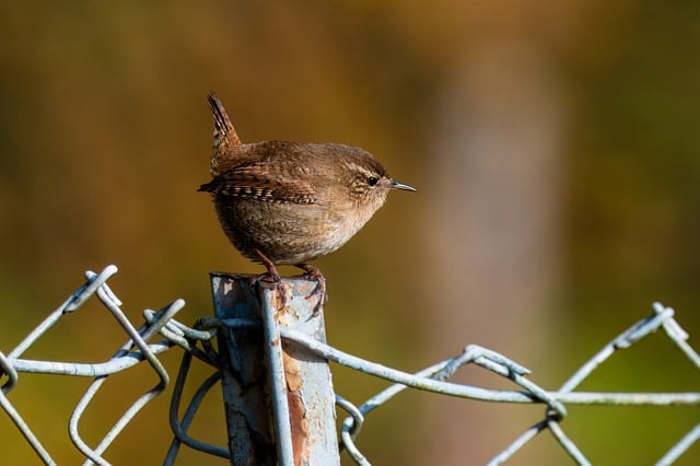 fencing