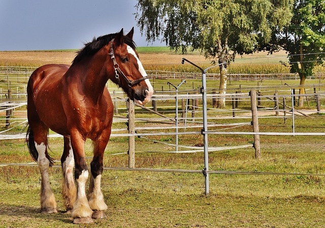 horses