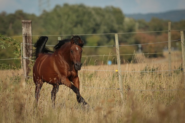horse