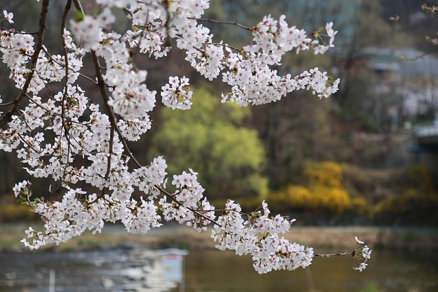 cherry blossoms