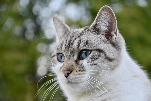 cats
