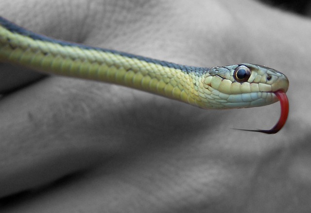 snake