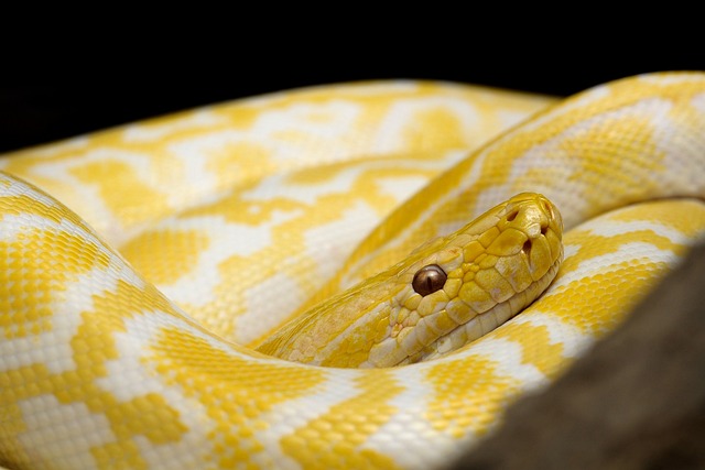 snakes