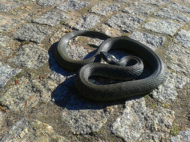 snake