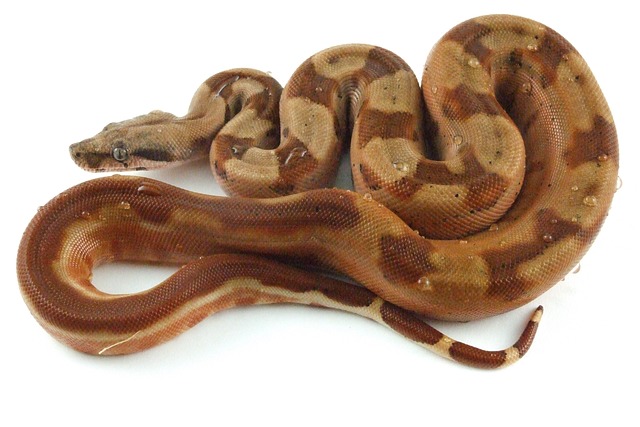 snakes