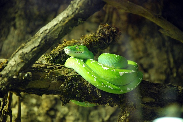 snake