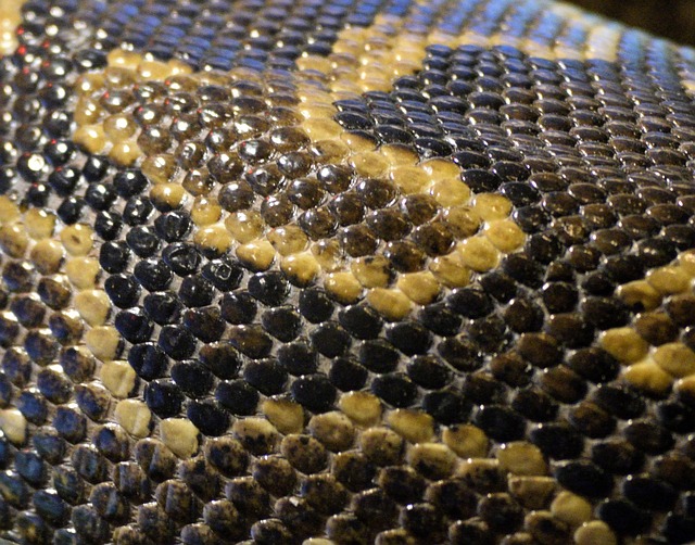 snake