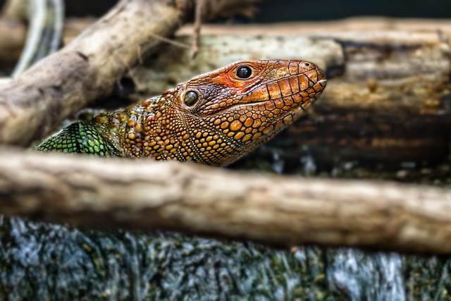 snakes