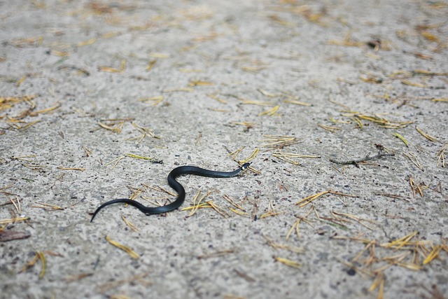 snakes