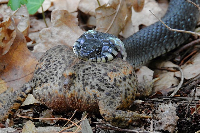 snake