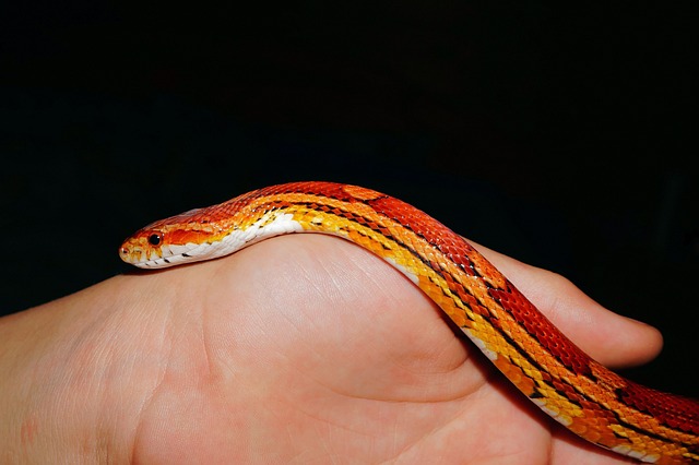 snakes