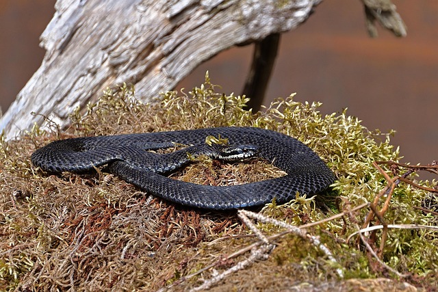 snake