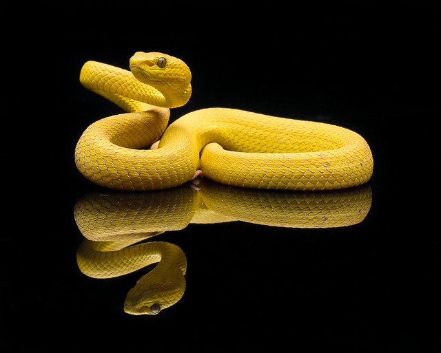 snakes
