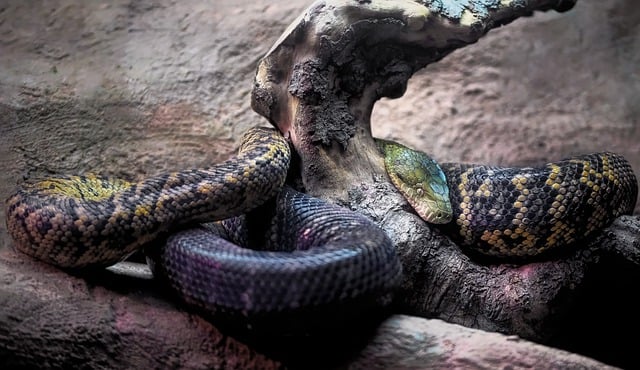 snakes