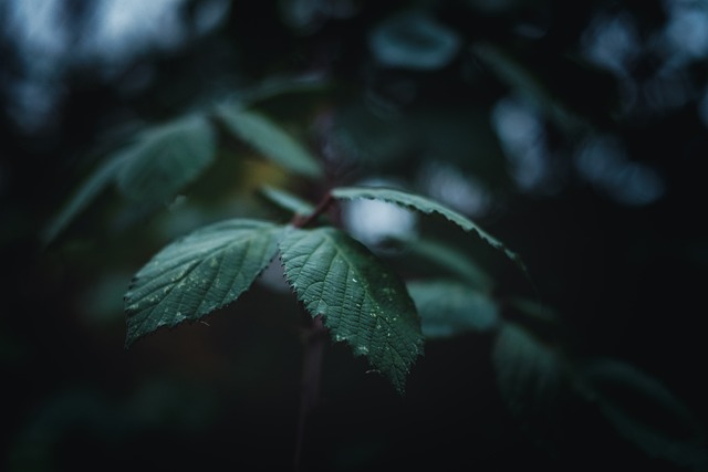 rain