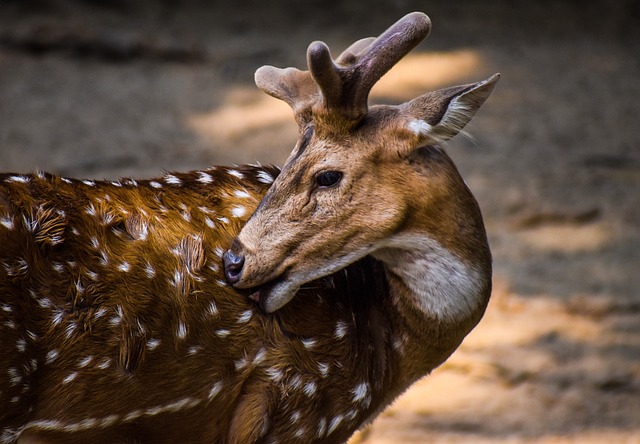animal