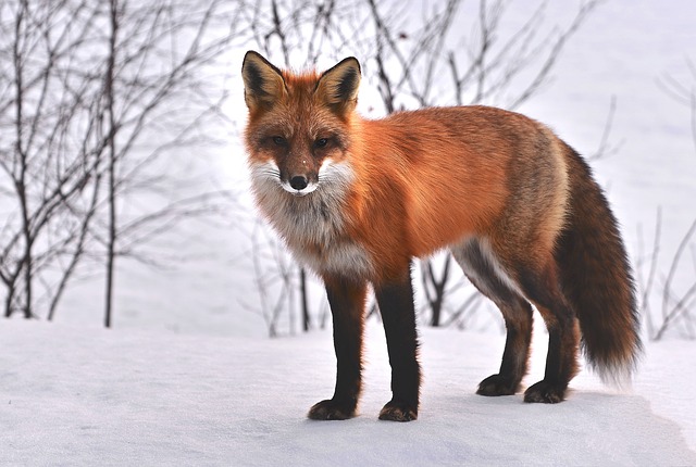 animals