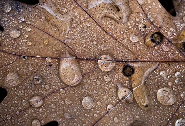 rain