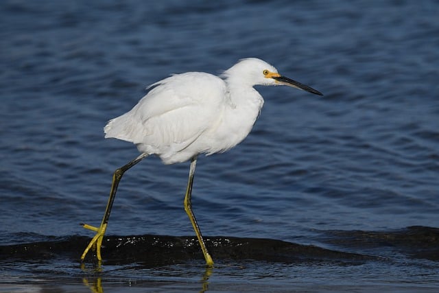 Wildlife