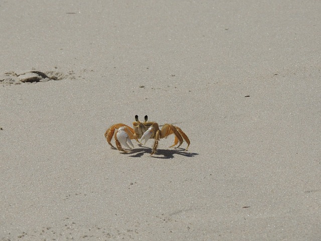 crabs