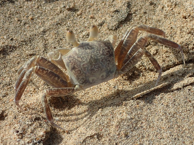 crab