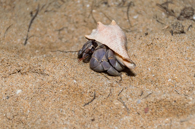 crab