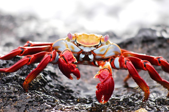 crab
