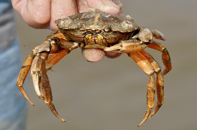 crab