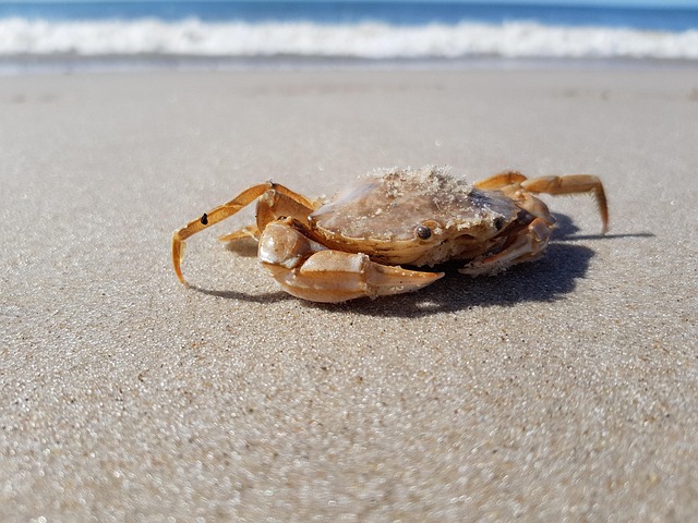 crabs