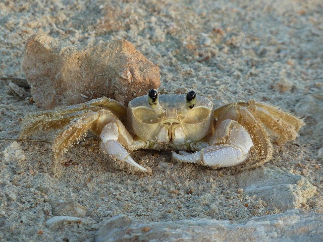 crab