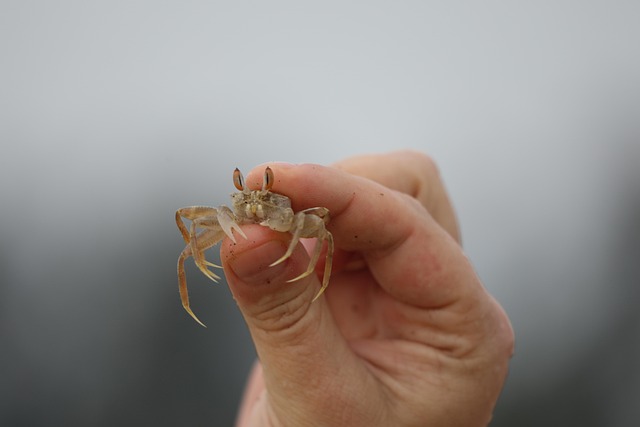 crabs