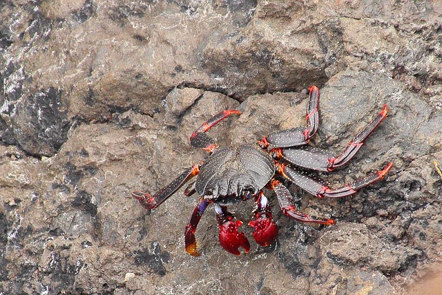 crabs
