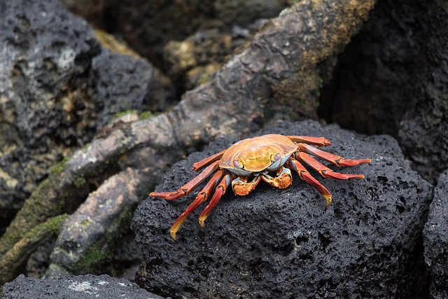 crabs