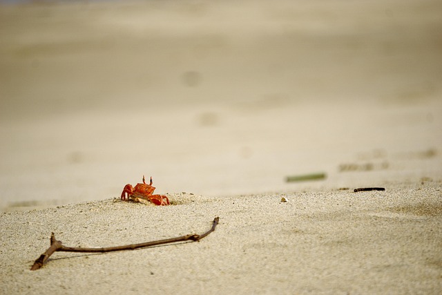 crustacean