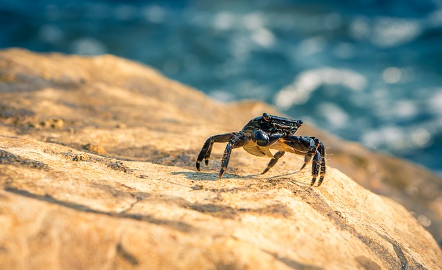 crustacean