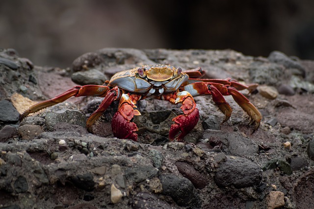 crabs