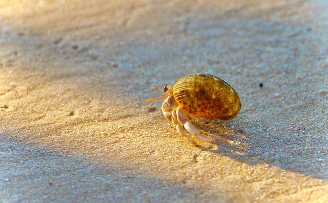 crab