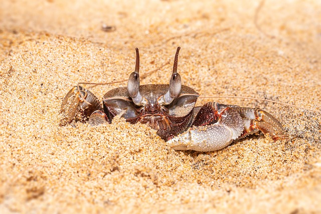 crabs