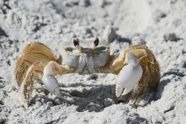 crabs