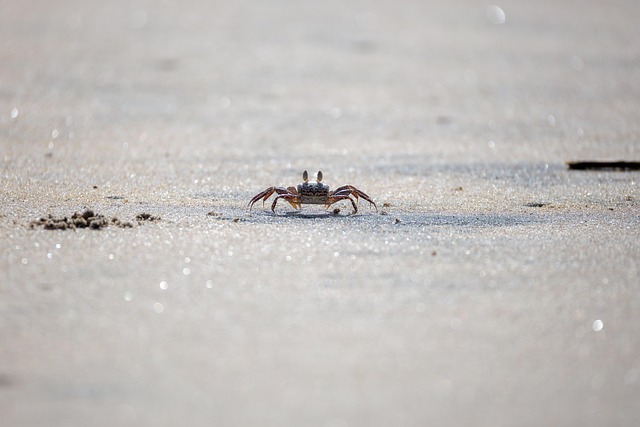 crabs