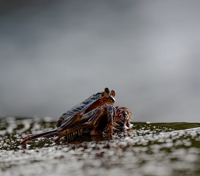 crabs