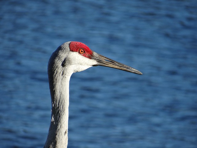 crane