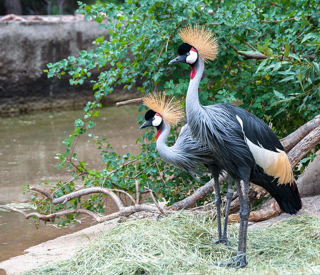 cranes