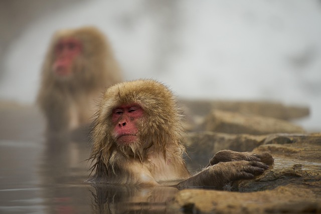 monkeys