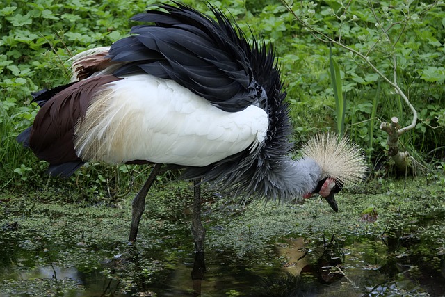 cranes