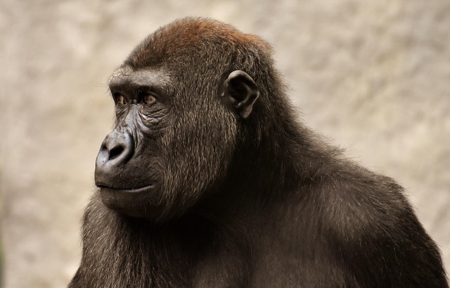 primates