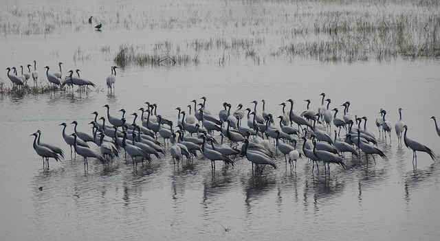 cranes