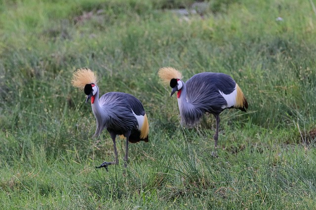 cranes