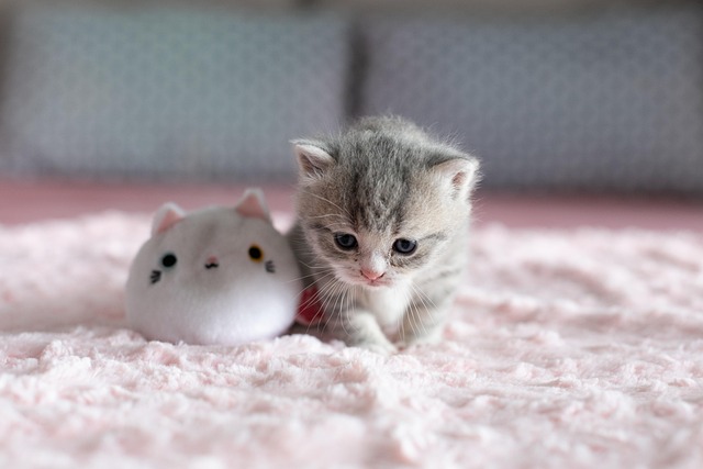 dolls