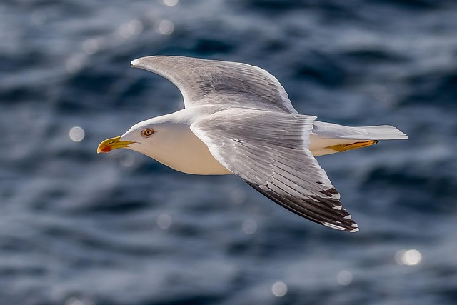 bird